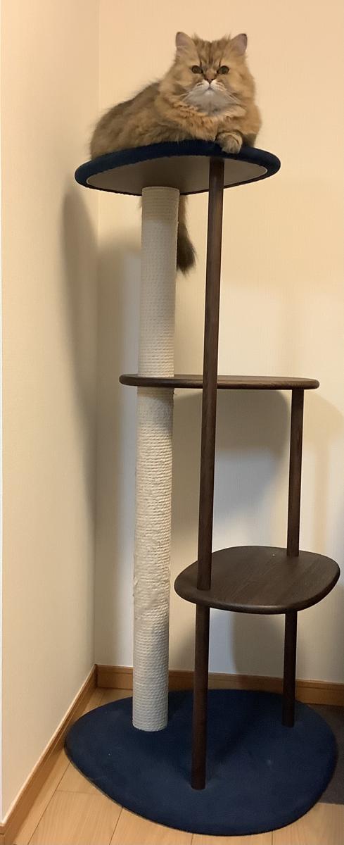Reference photograph of a cat tree with platforms