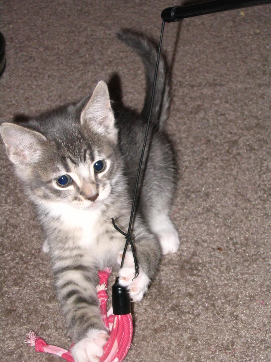 Reference photograph of a kitten playing with a wand toy