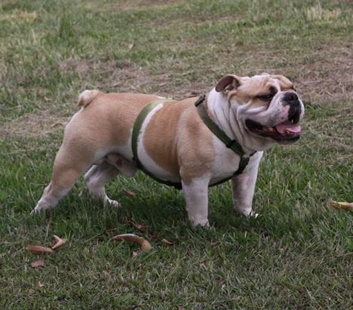 Reference photograph of a bulldog wearing a walking harness