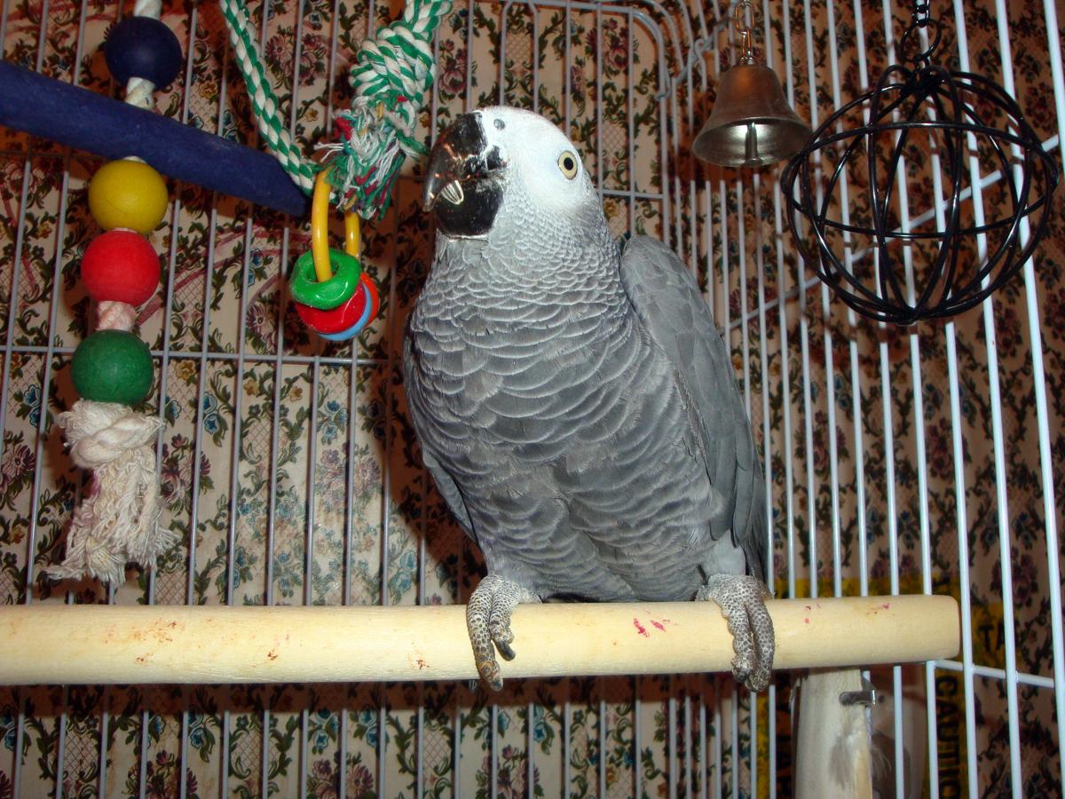 Reference photograph of a parrot on a wooden cage perch
